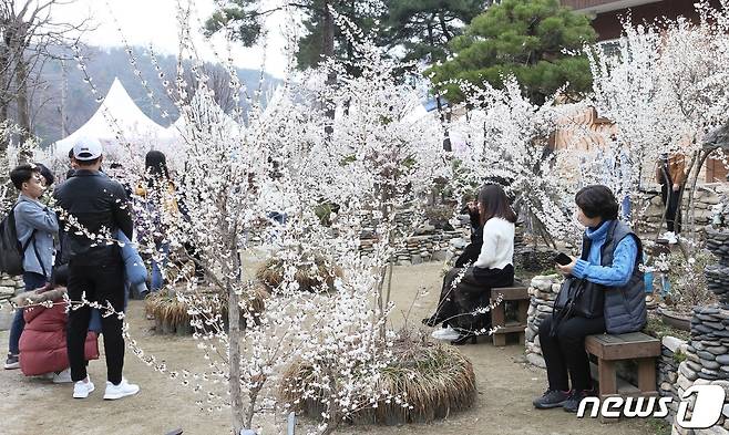 2019년 3월 괴산군 칠성면 미선나무권역 마을에서 열린 미선나무 꽃 축제.© 뉴스1