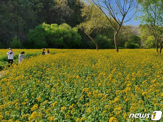 충북 옥천의 금강변 유채꽃밭을 찾은 상춘객들이 사진을 찍고 있다. © 뉴스1