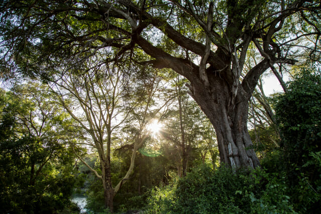 애플과 국제보존협회는 케냐 현지 환경보존 단체와 협력해 치울루 힐스 지역의 파괴된 사바나를 복원했다. (사진=국제보존협회, 찰리 슈메이커)