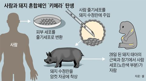 인간과 돼지 세포가 섞인 키메라 배아