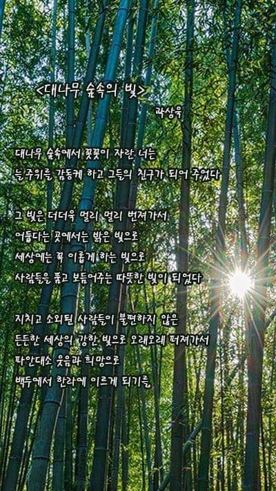 곽상욱 오산시장의 출품작 '대나무 숲속의 빛'