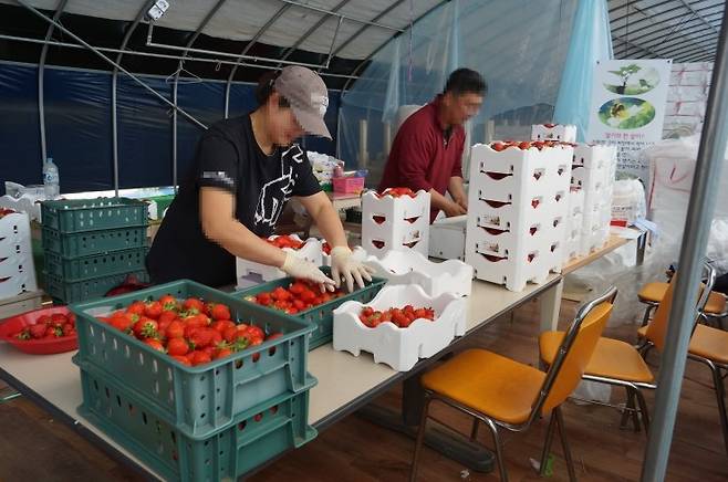 경기도 화성시에 있는 한 딸기농장. / 사진제공=화성시농업기술센터