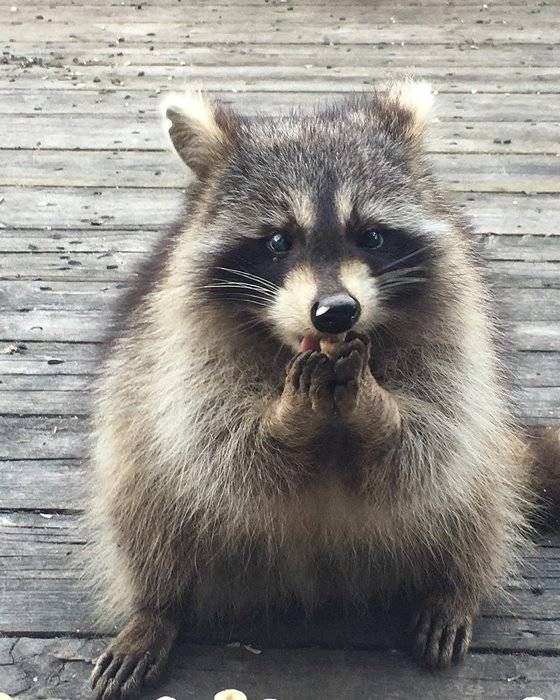 토론토 라쿤. @MarjoriePlus3