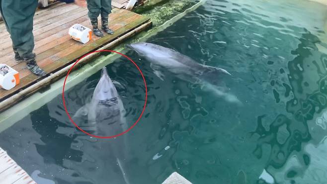 제주 마린파크에 마지막으로 생존해 있는 큰돌고래 ‘화순이(빨간색 원 안)’의 모습. 핫핑크돌핀스 제공.