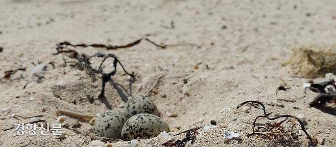 제주환경운동연합이 지난 20일 표선 해안사구에서 모니터링 중 흰물떼새 둥지를 발견했다. 둥지 옆에 사람들의 발자국이 여럿 찍혀 있었다. 흰물떼새 둥지를 밟지 않도록 주의가 필요하다. 제주환경운동연합 제공