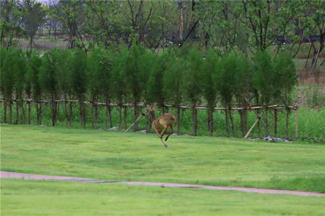 고라니가 수목원 편백나무 옆으로 뛰고 있다. 출처 : 국립 세종수목원