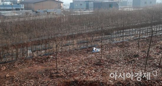 한국토지주택공사(LH) 일부 직원들의 광명시흥 신도시 땅 투기 의혹이 제기된 경기도 시흥시 무지내동의 한 토지에 지난달 10일 용버들 등 묘목이 심어져 있다./시흥=김현민 기자 kimhyun81@