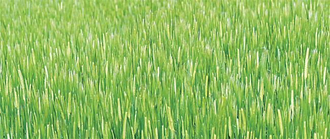 양지리의 구들장 논에서 자라고 있는 맥주보리. 바람에 물결치는 모습이 근사하다.