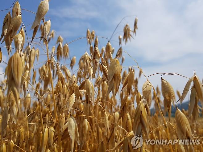 쌀귀리 수확 [강진군 제공·재판매 및 DB 금지]