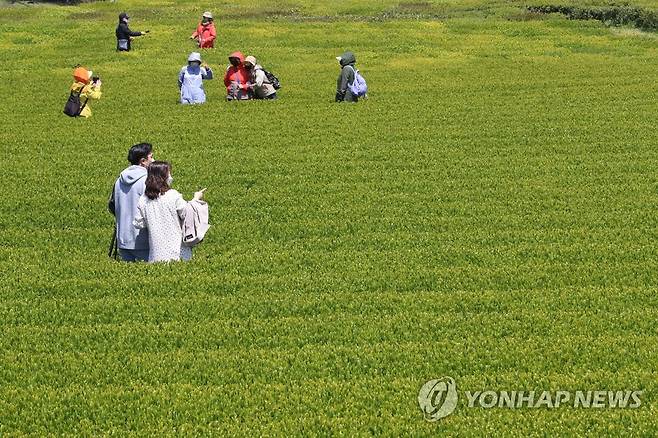 제주 녹차밭의 봄 (서귀포=연합뉴스) 지난 18일 오후 제주 서귀포시 안덕면 오설록 차밭에서 관광객들이 봄을 만끽하고 있다. [연합뉴스 자료사진]