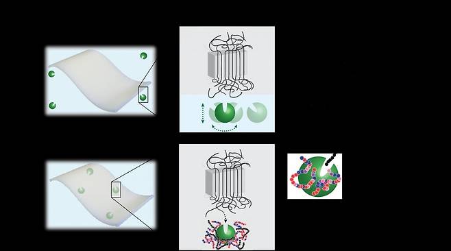 플라스틱을 먹는 효소(녹색)의 작용 과정 상단 좌측은 효소가 표면에서만 작용해 고분자 사슬을 무작위로 잘라 미세플라스틱을 남길 때(상단 우측), 하단은 플라스틱 제작과정에서 나노클러스터에 둘러싸여 삽입된 효소가 고분자 사슬의 끝을 먹어 치워 생분해하는 과정을 비교한 것이다. [Graphic by Christopher DelRe 제공/ 재판매 및 DB 금지]