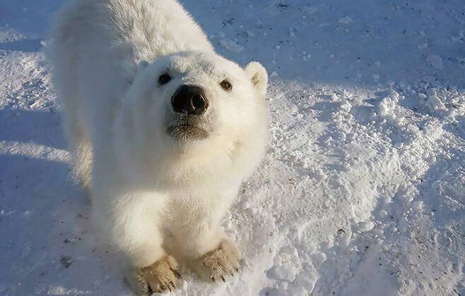 어미 잃고 무인도에 홀로 남겨진 아기 북극곰, 몇 주 만에 구조