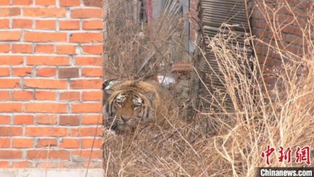 중국 한 마을 주택가에 숨어있는 호랑이. 중국신문망 캡쳐