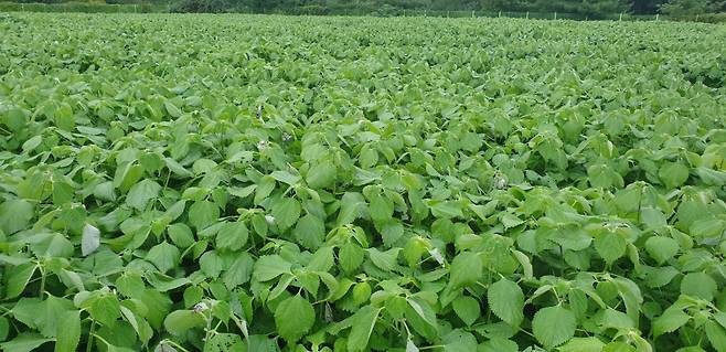 전라도에서 재배중인 모시잎 모습 [데이웰연구소 제공]