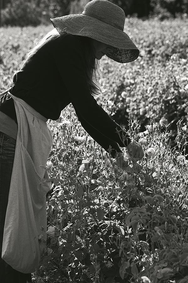이맘때면 만개하는 그라스 로즈의 수확 현장. ©Sophie Carre