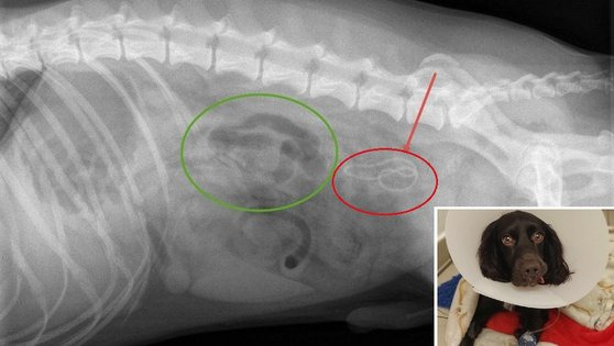 마스크를 삼킨 뒤 응급 수술을 받은 코커 스패니얼종 랄프(작은 사진)의 엑스레이 사진. 붉은 동그라미는 마스크, 녹색 동그라미는 마스크가 막아 장기에 찬 가스를 카리킨다. [영국 동물보호단체 PDSA 홈페이지 캡처]