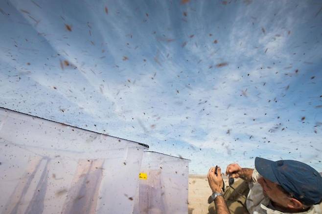 모하비사막에서 초파리를 풀어주는 연구진(사진=플로리스 반 브루겔)