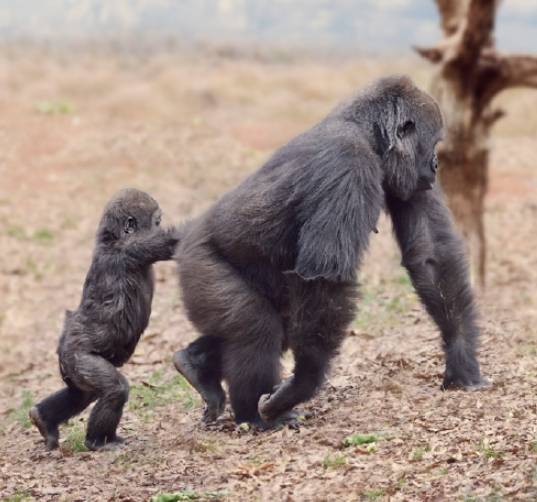고릴라와 오랑우탄 등 유인원은 두 팔과 다리를 이용해 걷는 사족보행을 한다. 보행 방식을 유인원과 인류를 구분하는 대표적인 지표 중 하나다.게티이미지뱅크 제공