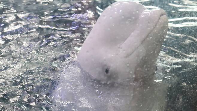 아쿠아플라넷 여수에서 사육 중인 벨루가(흰고래)의 모습. 동물자유연대 제공.