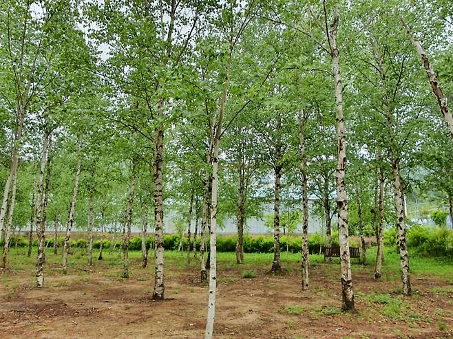 홍라희 관장의 제안으로 만들어진 자작나무 숲. /사진=최민지 기자