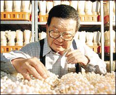 구자경 LG명예회장이 충남 천안시 성환농장 내 식품연구소에서 자신이 직접 기른 버섯들을 관찰하며 재배법 연구에 몰두하고 있다.