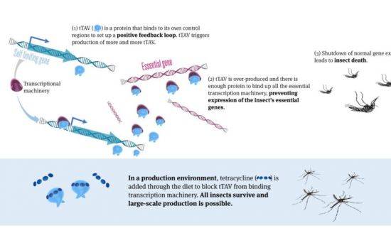 영국 생명공학 기업 '옥시텍'이 개발한 유전자조작 수컷 모기는 암컷 모기만 죽이는 유전자를 보유하고 있다. / 사진=옥시텍 공식 홈페이지 캡처