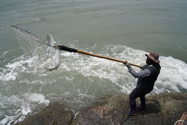 울돌목 뜰채 숭어잡이 [연합뉴스 사진]
