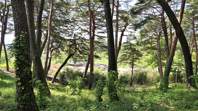 선교장 산책로 청룡길.