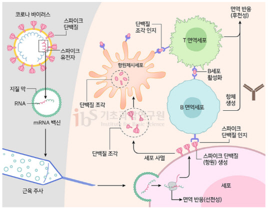 mRNA 백신의 작동원리. 기초과학연구원 제공