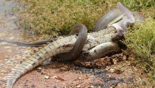 캥거루가 한 끼 식사로 충분하지 않았던 것일까. 이 비단뱀은 점심으로 악어를 한입에 쑤셔 넣고 있다. 전문화된 두개골과 근육 덕에 파충류들은 종종 자신의 몸집보다 더 큰 동물을 먹어치우곤 한다.