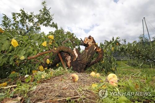 태풍에 힘없이 쓰러진 복숭아나무 [연합뉴스 자료사진]