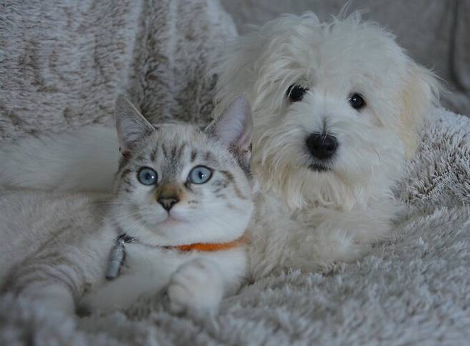 개와 고양이가 함께 있는 장면. 픽사베이(Pixabay) 제공