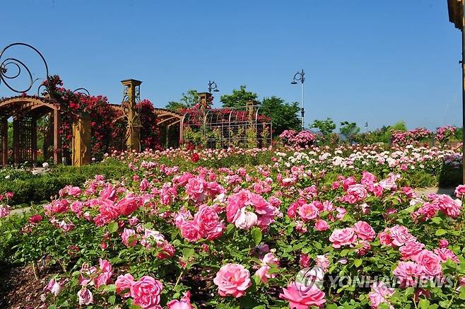 "날 보러 와요" 한밭수목원에 장미 만개 (대전=연합뉴스) 대전 도심 속 시민 휴식 공간인 한밭수목원에 활짝 핀 100만 송이 장미가 15일 관람객들을 기다리고 있다. [대전시 제공. 재판매 및 DB 금지]