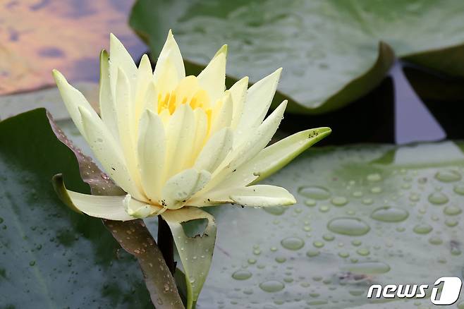 16일 경북 포항시 북구 장성동 신제지 연못에서 노란색 수련이 비 속에 꽃망을 터뜨리고 있다. 2021.5.16/뉴스1 © News1 최창호 기자