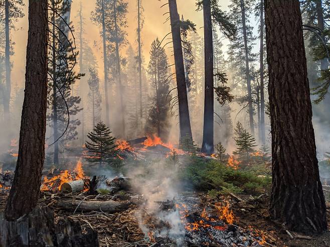 “꺼진 불도 다시 보자” 지난해 9월 세쿼이아 국립공원에 번진 산불 모습. 최소 수백그루의 세쿼이아 나무가 불에 탔다.  미국 국립공원관리청(NPS) 제공