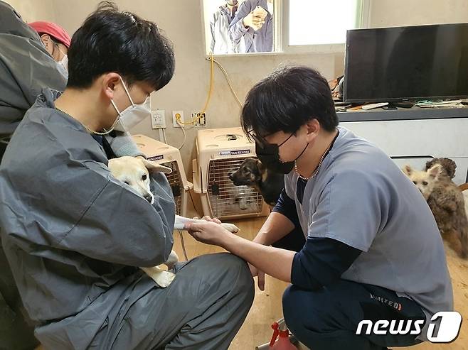 김동근 수의사(오른쪽)와 카라 활동가가 개들의 중성화 수술 봉사를 진행하고 있다. © 뉴스1 최서윤 기자