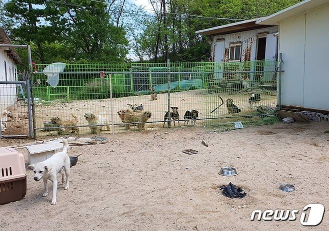 경기 여주시에서 A씨가 키우고 있는 개들. © 뉴스1 최서윤 기자