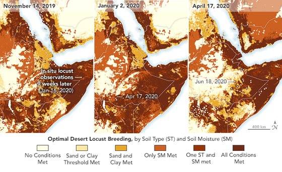 이 지도는 2020년 동아프리카에 대규모 메뚜기떼 창궐이 발생하기 직전, 2019년 11월부터 2020년 4월까지의 토양 상태를 보여준다. 2019년 11월 14일 진한 갈색으로 메뚜기가 번식하기 좋은 상태를 보였던 사우디아라비아에서 관측되던 메뚜기떼가, 9주 후 에티오피아에 나타난 뒤 케냐에서도 발견되는 모습이 관찰됐다.. 자료 NASA