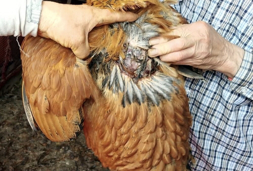 지난 15일 경남 김해시 한림면 한 양계장에서 유기견들의 습격을 받아 죽은 닭의 모습. [사진 = 연합뉴스]