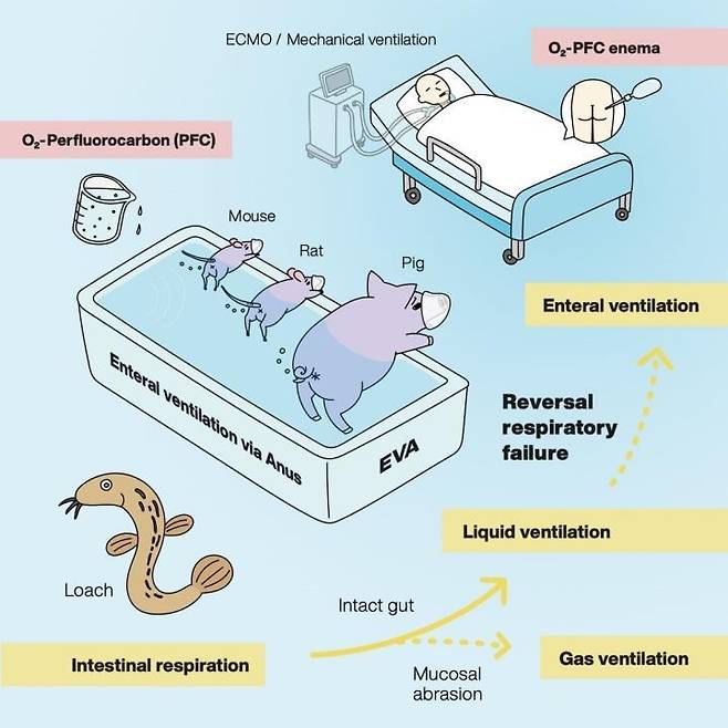 장호흡 실험 개념도 [Institute of Research,TMDU 제공/ 재판매 및 DB 금지]