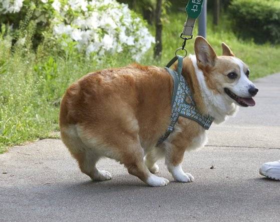 수십만 랜선 집사 웃게 하는 ‘이웃집의 백호’의 산책. 소년중앙