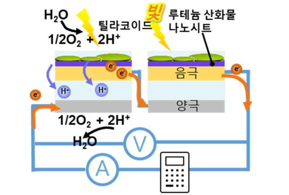 직렬연결된 광합성 전지의 개략도. 연세대 홍현욱 박사후연구원 제공