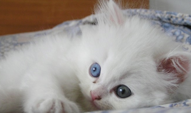 출처: 이미지출처[lovemeow]