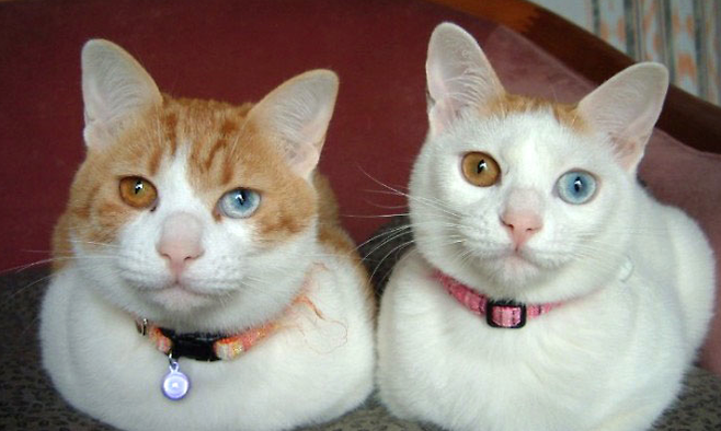 출처: 이미지출처[amazing-creature]