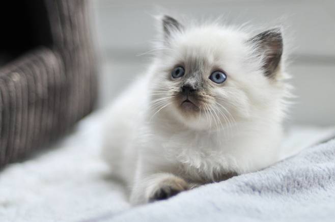 출처: 이미지출처[Pets4Homes ]