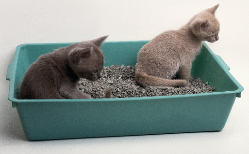 출처: 이미지출처 [pixabay]