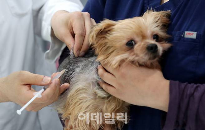 15일 서울의 한 동물병원에서 수의사가 반려견에게 광견병 예방접종을 하고 있다.(사진=뉴스1)