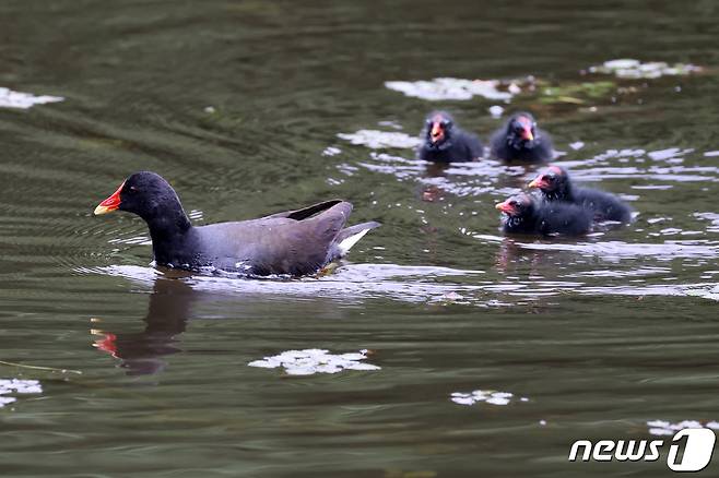 멸종위기 관심대상인 쇠물닭 가족이 21일 경북 포항시 북구에 있는 연못에서 새끼들을 데리고 다니고 있다. 2021.5.21/뉴스1 © News1 최창호 기자