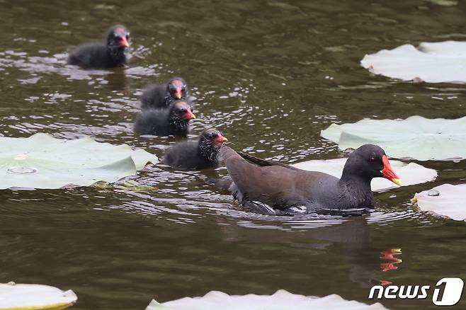 멸종위기 관심대상인 쇠물닭 가족이 21일 경북 포항시 북구에 있는 연못에서 새끼들을 데리고 산책하고 있다. 2021.5.21/뉴스1 © News1 최창호 기자