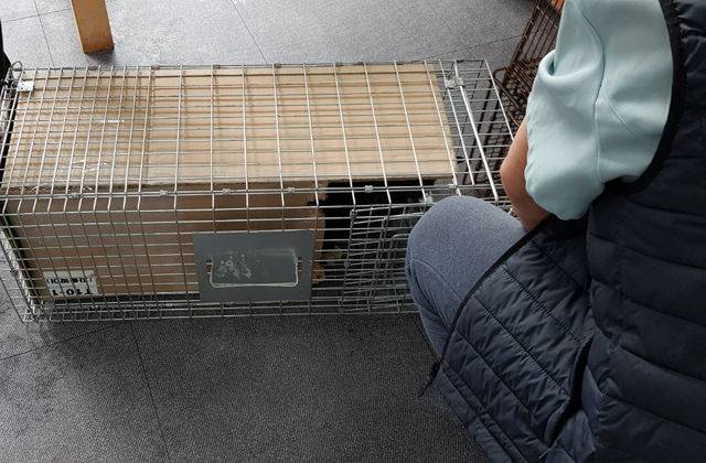 출처: blog.naver.com/gato-gordo